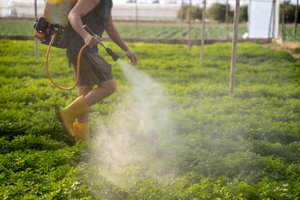 Trusted Meadow Lake, NM Pest Control Experts